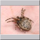 Episyron rufipes - Wegwespe w24 beim Nesteintrag mit einer Spinne.jpg